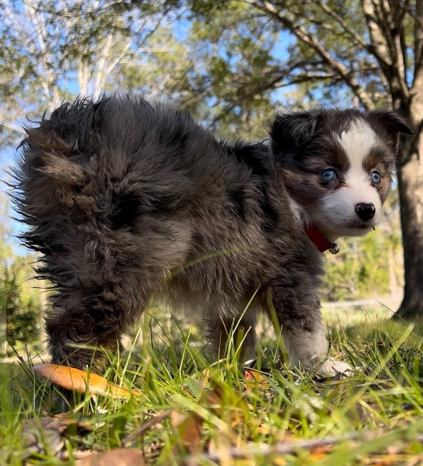A small blue merle Australian Shepherd puppy with a red collar standing in the grass, looking back over its shoulder with bright blue eyes.
